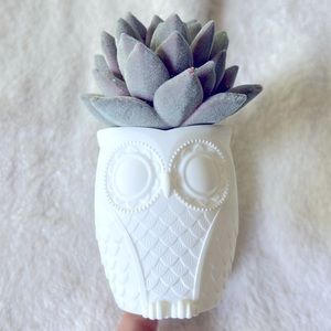 Succulent Owl Bath and Bodyworks Wallflower Plug-in